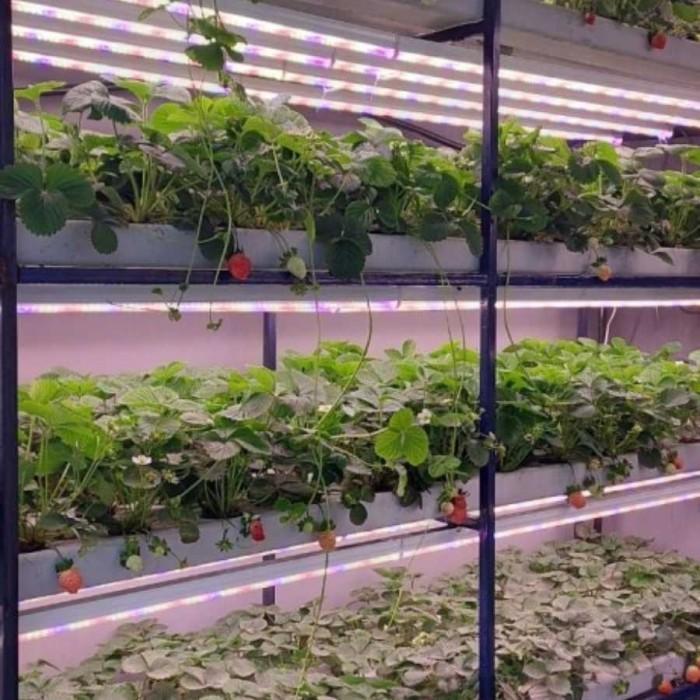 Efficient Indoor Cultivation Plant Hydroponics Setup